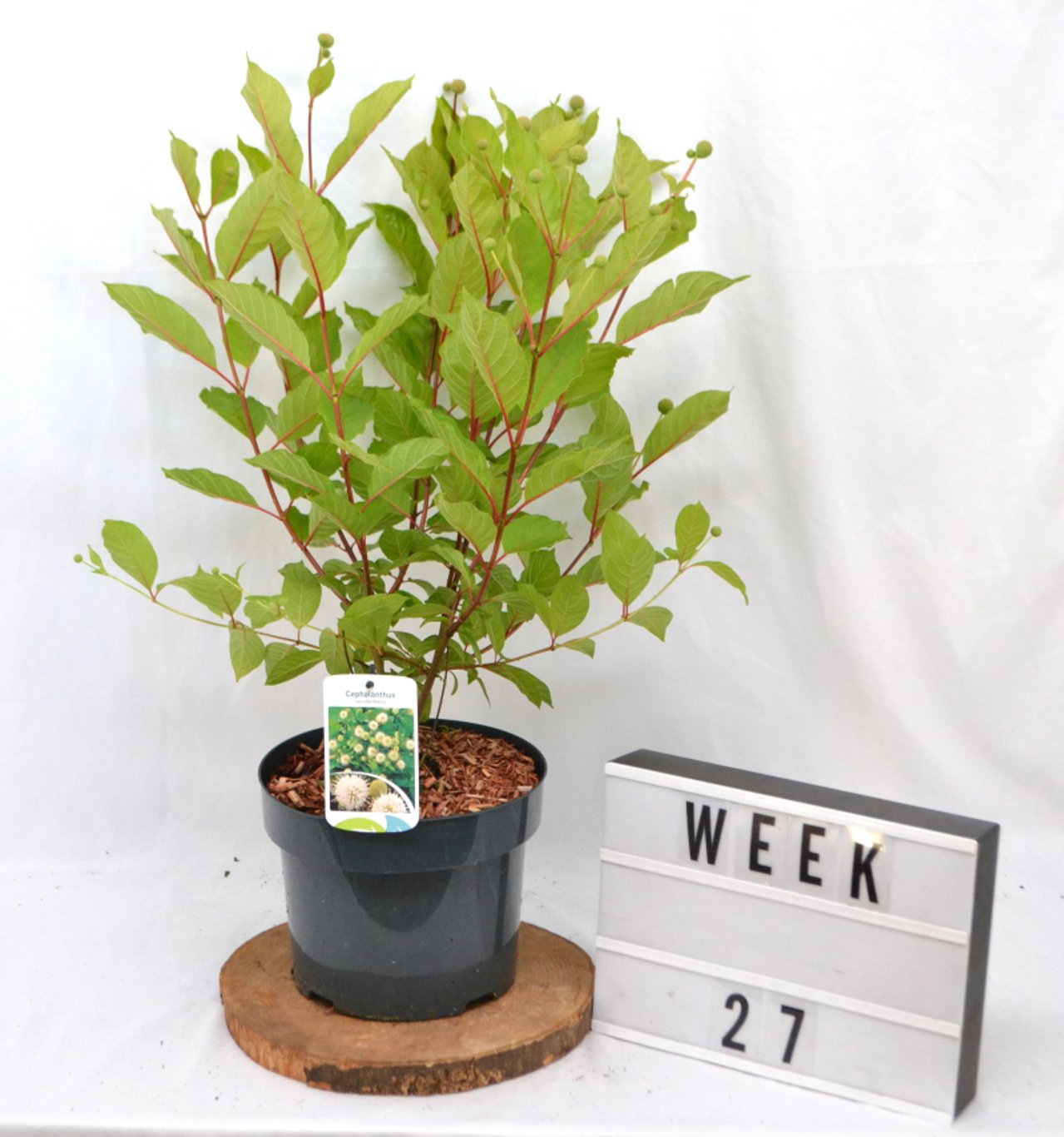 Cephalanthus occidentalis - C5 40-50 CM